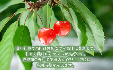 【令和6年産先行予約】こだわりのさくらんぼ 「紅てまり」 バラ詰め 500g いまいのさくらんぼ園 A06-603