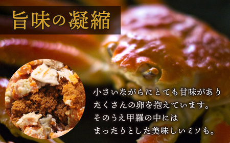 【訳あり】せいこがに 5杯  脚折れ【2025年11月中旬より順次発送】