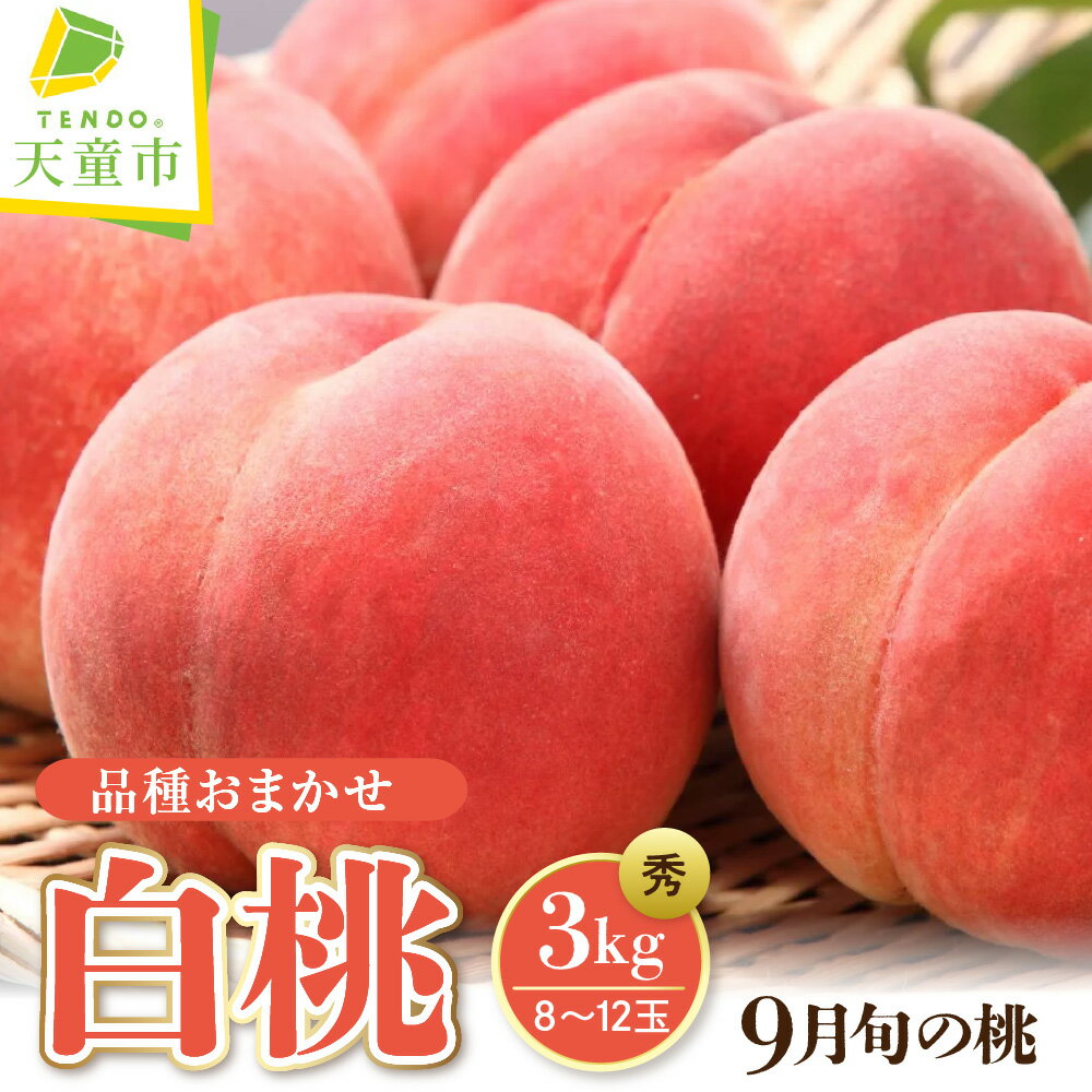 【ふるさと納税】もも（ 9月 品種 おまかせ 白桃 ) 3kg 桃 先行予約 令和8年産 2026年産 やわらかめ ピーチ peach 果物 くだもの デザート フルーツ 秋 旬 お取り寄せグルメ 産地直送 送料無料 【 山形県 天童市 】