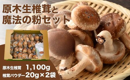 原木生椎茸＋魔法の粉(原木生椎茸＋乾し椎茸パウダー)