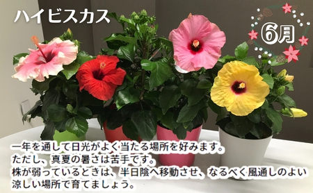 モリヒロ園芸が育てたお花とトマトの定期便（年間11回） 植物 瀬戸内 温暖 気候 鉢花 ギフト 記念日 