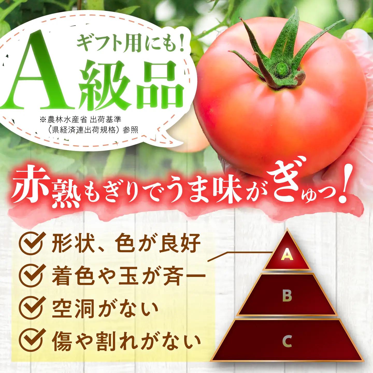 【7月上旬から順次発送】王様トマト 3.7kg 箱入り / トマト とまと 箱入り 3.7キロ 国産 / 恵那市 / 阿部農園[AUGA005]