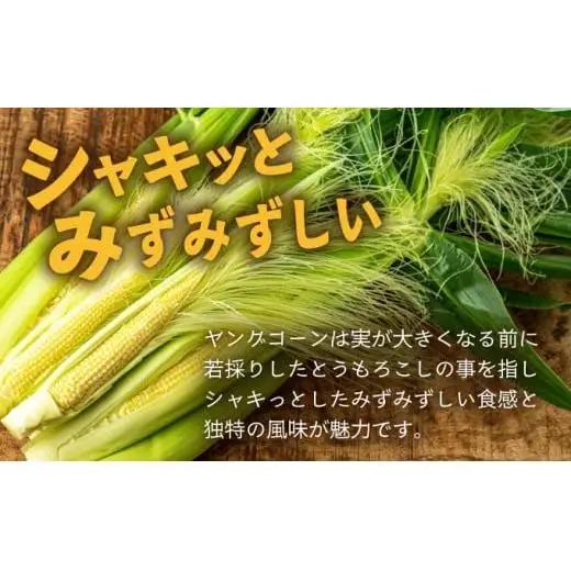 【先行予約2027年1月-5月配送】1番遅くて1番早い⁉ 朝採れプレミアムヤングコーンを皮付きのまま30本お届け！！