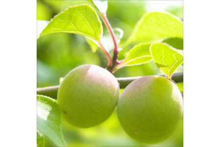 紀州南高梅 桃風味梅干 10kg（和歌山県産）
