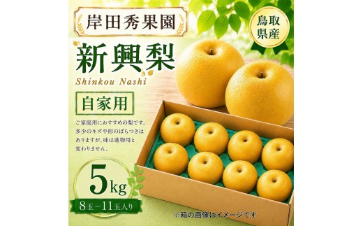 岸田秀果園 新興梨(自家用)5kg 【鳥取県 境港市】
