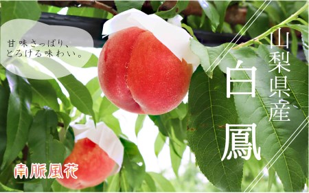 【2026年発送先行予約】山梨県産白鳳1.8kg相当 ALPAJ019