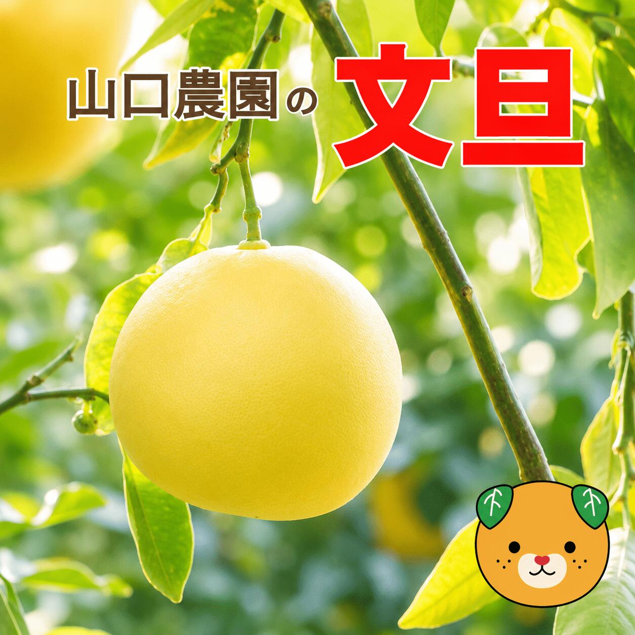【ふるさと納税】 先行予約 選べる 規格 容量 文旦 6kg 9kg ＋傷み保障500g 訳あり 通常品 ぶんたん みかん 蜜柑 果物 柑橘 フルーツ ミカン 産地直送 国産 農家直送 期間限定 数量限定 特産品 ジュース ゼリー ビタミン 美容 健康 愛媛県 愛南町 山口農園 送料無料