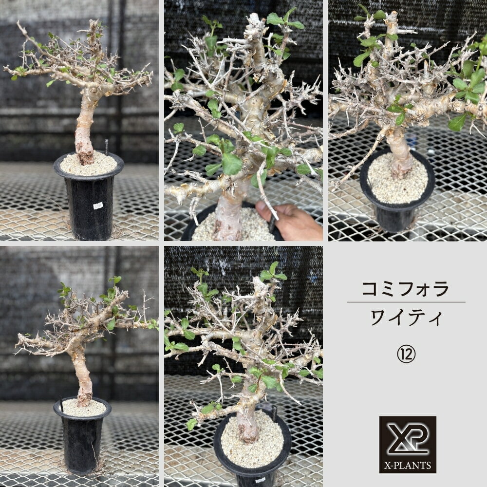 【ふるさと納税】コミフォラ ワイティ_12_13_14 X-PLANTS 珍奇植物 ビザールプランツ 塊根植物