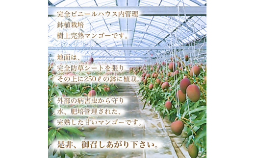 ＜鉢植え樹上　完熟マンゴー 4玉＞