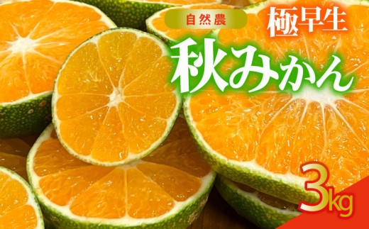 【2026年9月20日から順次発送】 訳あり 極早生 秋 みかん 約3kg 蜜柑 早生 フルーツ 果物 国産 くだもの 産地直送 わけあり 常温 静岡県産みかん 静岡みかん 西浦 沼津 静岡 自然農 秋 西浦みかん 静岡県産