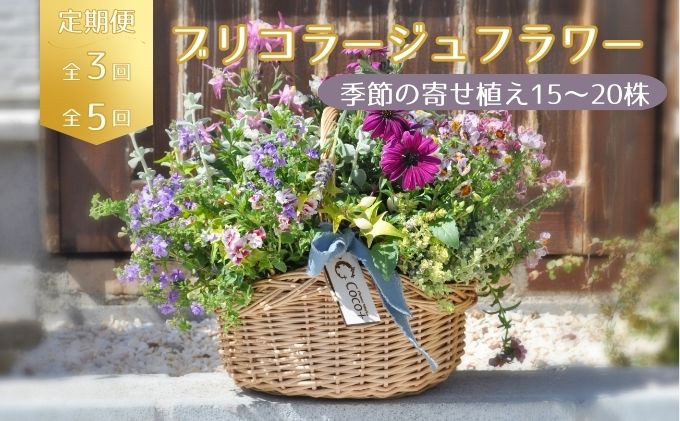 
            【選べる回数】季節のお花が楽しめる☆お花屋さんの定期便 3回 5回 ブリコラージュフラワー 寄せ植え 15~20株 
          