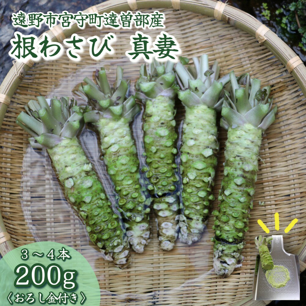 【ふるさと納税】根 わさび 真妻 200g （3〜4 本） 山葵 用 おろし金 付 / 【葵食品】 山葵 ワサビ 高級 サメ吉 生産者直送 生 新鮮 東北 岩手県 遠野市 達曽部 産 刺身 お肉 ステーキ 薬味 わさび丼 そば うどん おつまみ 年末 贅沢 ごちそう 正月 ギフト プレゼント お歳暮