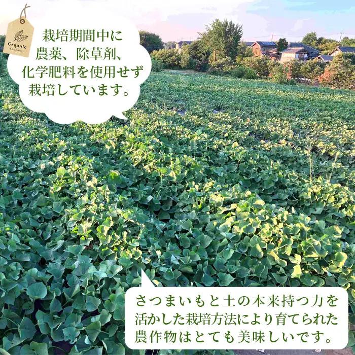 【箱入り】坂東市産　生さつまいも　紅はるか5kg（泥付きS、M、L混載） No.518