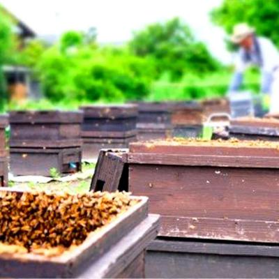 ふるさと納税 小郡市 はちみつ 天然 250g×4本セット やまみつ&さくら&もちのき&れんげ[No5354-0335] |  | 02