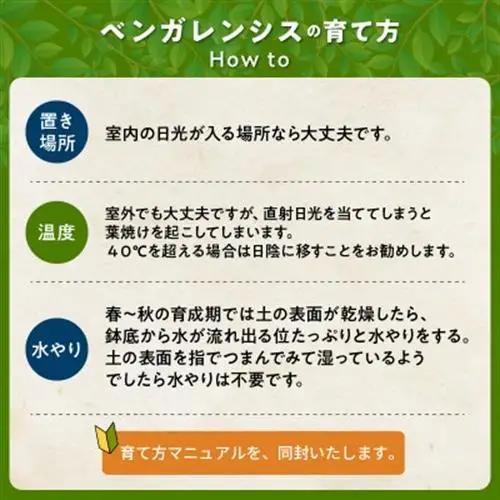 観葉植物 ベンガレンシス7号サイズ1鉢【1768170】