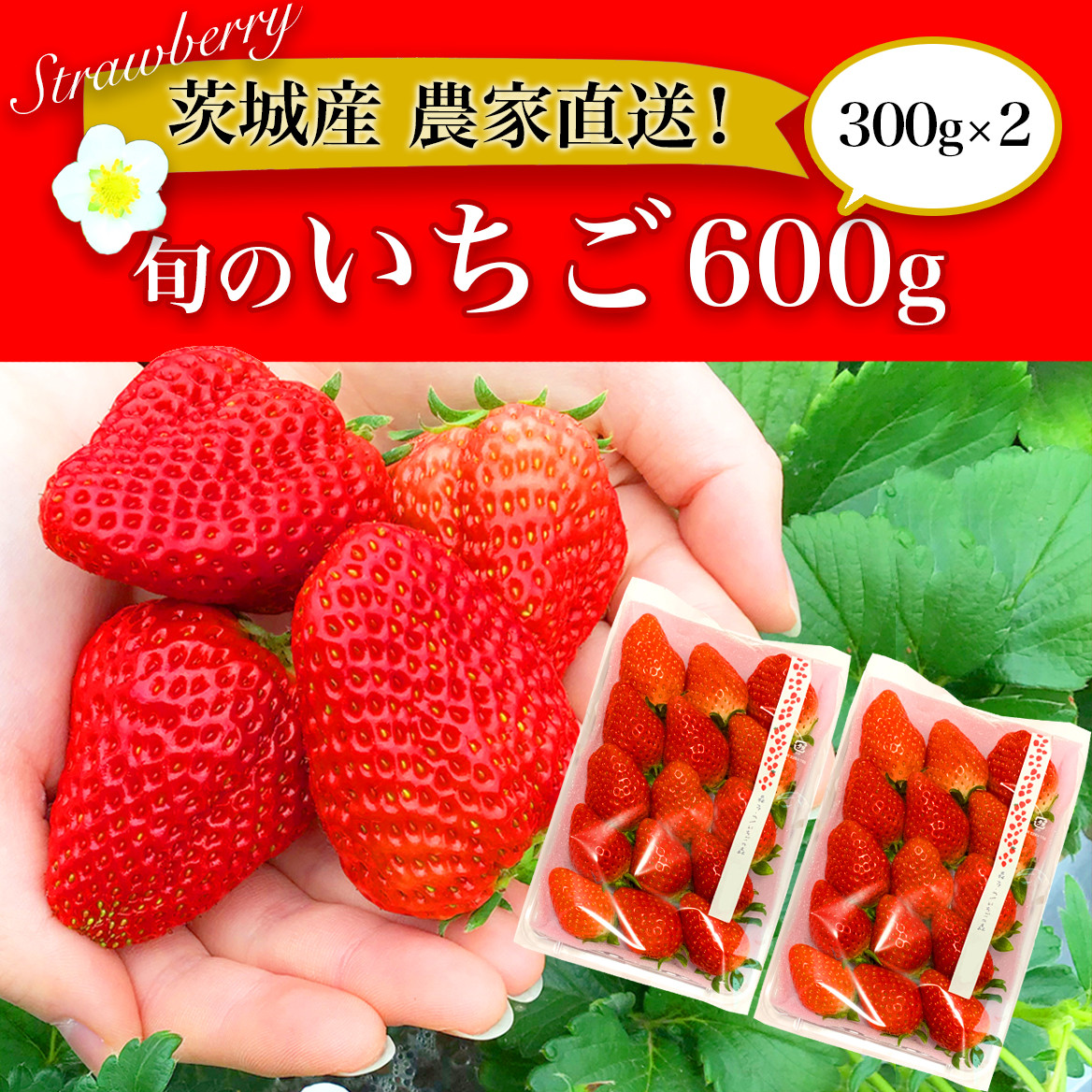 摘みたて！旬のいちご600g（300g×2） ※北海道・沖縄・離島への配送不可 ※2025年1月中旬頃より順次発送予定 | いちご 苺 イチゴ 600グラム 2パック フルーツ 小分け おいしい いばらキッス 紅ほっぺ よつぼし 恋みのり 取り寄せ お取り寄せ ギフト 贈答 贈り物 プレゼント 茨城県 古河市 直送 農家直送 産地直送 _BI10