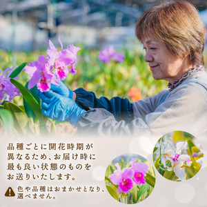 【彦根市内にて栽培】 おまかせ洋蘭 中輪 1鉢 ミニカトレア 洋蘭