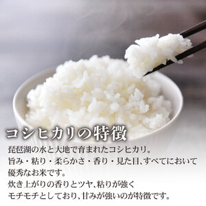 先行予約 令和7年産 こしひかり 5kg×2袋(10kg)  新米 米 精米 コメ お米 白米 ご飯 コシヒカリ 10kg 5kg 令和7年 滋賀 彦根