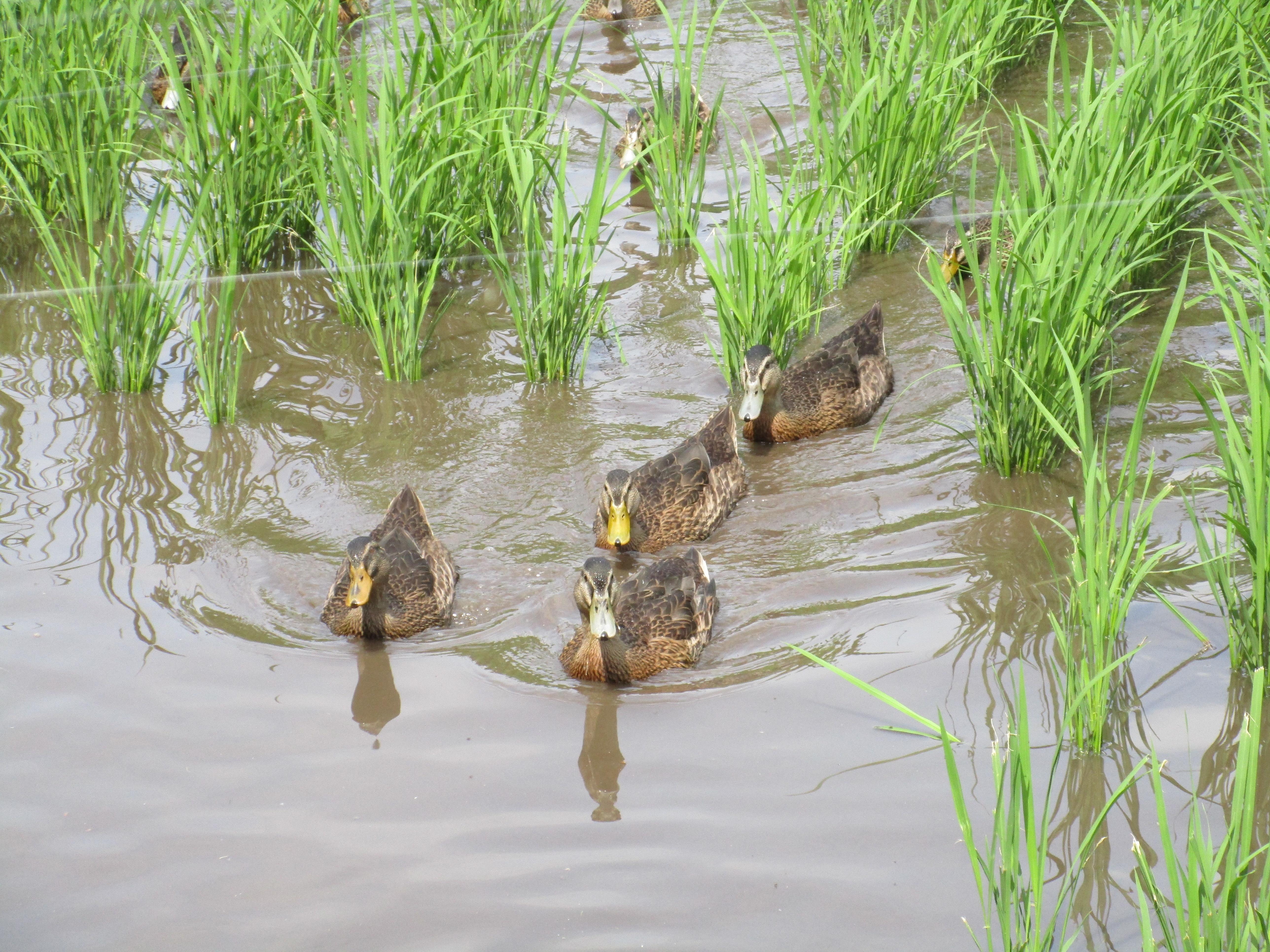 【6回定期便】令和7年度島根県産コシヒカリ 「カモしゃん米」（玄米）5kg 【 こしひかり お米 農家直送 無農薬 化学肥料不使用 安心 安全 新米 D-155】