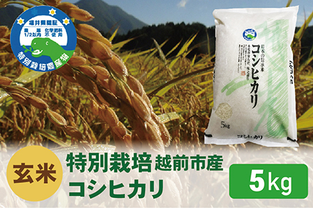 【令和8年度新米 玄米】特別栽培 越前市産コシヒカリ 5kg