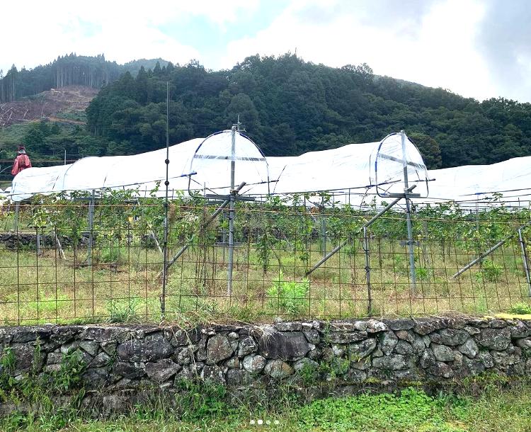 もともと田んぼだった耕作放棄地、ブドウ畑として生まれ変わりました