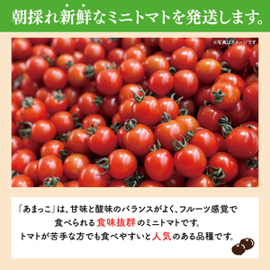 ミニトマト 朝採れ あまっこ 約3kg 【ミニトマト】 トマト 