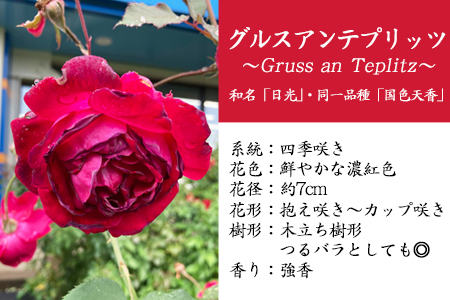 宮沢賢治が愛したバラ「グルスアンテプリッツ」新苗　＜2026年6月より随時発送＞　【2329】