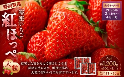 寒蜜いちご 紅ほっぺ 大粒 4パック（約300g×4パック）【2026年2月上旬-4月上旬発送予定】【配送不可：北海道・沖縄・離島】 ｜ いちご 苺 紅ほっぺ 果物 くだもの フルーツ 菊川市