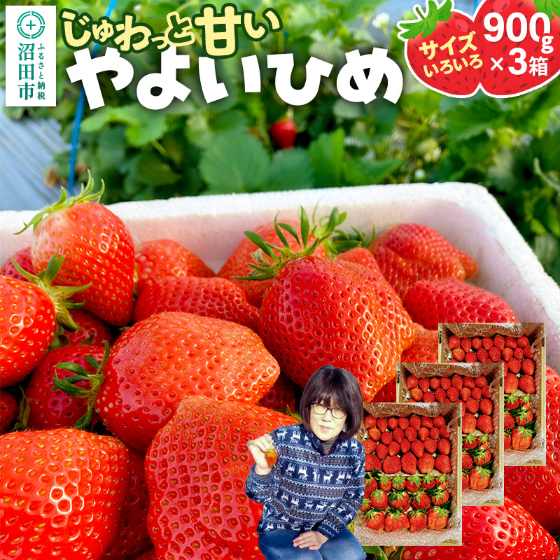 《2026年1月上旬～2月上旬発送》じゅわっと甘い！サイズいろいろ「やよいひめ」約2700g（約900g×3箱／梱包込）山口いちご園 苺 イチゴ いちご