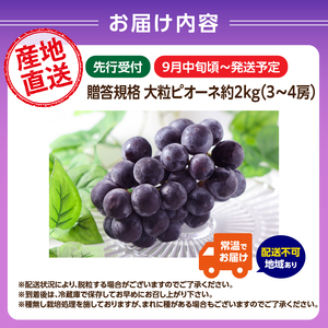 《先行受付》贈答規格 大粒ピオーネ 3～4房 約2kg【2026年9月中旬頃～発送予定】【山形ぶどう・大江町産・小林葡萄園】 024-002