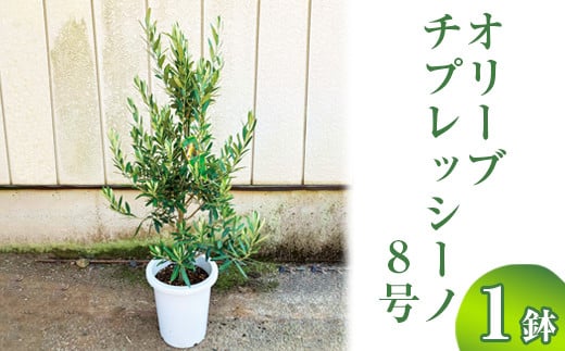 
オリーブ チプレッシーノ8号 | 観葉植物 植物 グリーン オリーブの木 チプレッシーノ 室内 苗 鉢植え シンボルツリー ギフト 贈答 贈り物 プレゼント お中元 お歳暮 直送 農家直送 茨城県 古河市 送料無料 _BZ17 ※離島への配送不可
