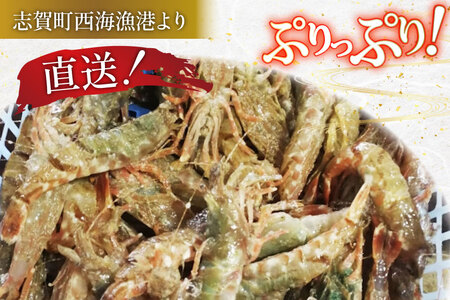【期間限定発送】 極上激甘！白ガスエビ 冷蔵 800g