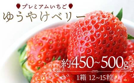 プレミアムいちご ゆうやけベリー 約450～500g（12～15粒） イチゴ  ゆうやけベリー 苺 フルーツ 果物 伊達市  F20C-981