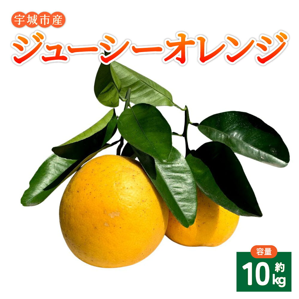 【ふるさと納税】 みかん ジューシーオレンジ 約10kg 20玉前後 柑橘 宇城市産 九州産 熊本県産 国産 送料無料 吉良果樹園【2026年5月上旬から8月下旬順次発送】