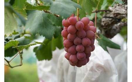 【2026年先行予約】 厳選ぶどう 岡山県産 クイーンニーナ 1.0kg以上（2房） 産地直送 朝採れ新鮮！ / ぶどう 葡萄 クイーンニーナ 先行予約 フルーツ 果物 岡山 真庭市 甘い 希少 珍し