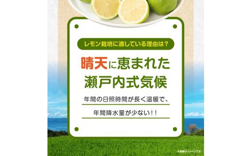 レモン　約5kg【2024年11月下旬～2025年4月上旬配送】