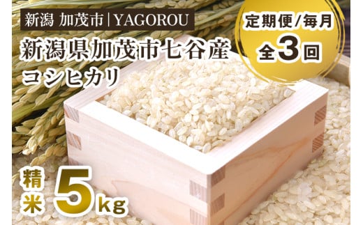 【令和7年産新米先行予約】【定期便3ヶ月毎月お届け】新潟県加茂市 七谷産コシヒカリ 精米5kg 《10月中旬～順次発送》  新潟産コシヒカリ 豊かな山水で育った天水米 加茂市 YAGOROU ヤゴロウ