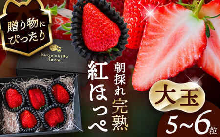 【先行予約】 ＼毎年12月より順次発送／ 大玉 紅ほっぺ 5粒~6粒程度 いちご 果物 フルーツ 愛西市 / くぼ苺農園 【配達不可：北海道・沖縄・離島】[AECJ011]