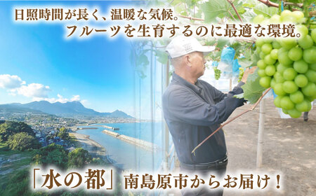 【2025年8月〜発送】【数量限定】【糖度18度以上】巨峰ぶどう 4房 2㎏以上 / ぶどう ブドウ 葡萄 巨峰 果物 フルーツ ふるーつ / 南島原市 / ミナサポ[SCW073]