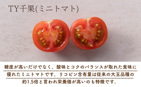 熊野薬草園のミニトマト（1.2㎏×２箱） トマト ミニトマト 熊野