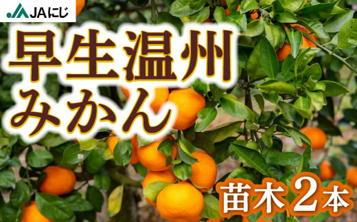 JAにじ 早生温州みかん 苗木2本 2024年11月上旬～2025年3月下旬 出荷予定