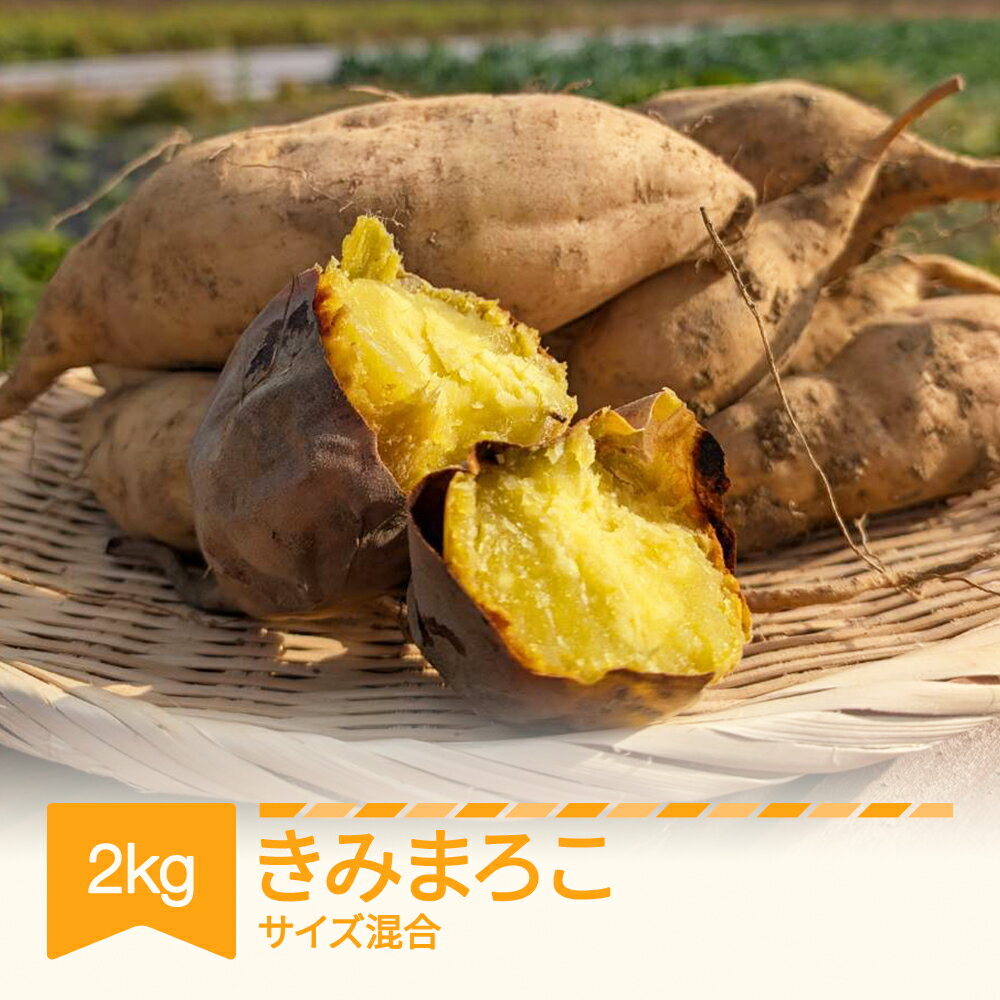 【ふるさと納税】【先行予約】 さつまいも きみまろこ 土付き 約2kg 村山市産 2026年産 令和8年産 山形県産 芋 送料無料 ※沖縄・離島への配送不可 no-spkmx2