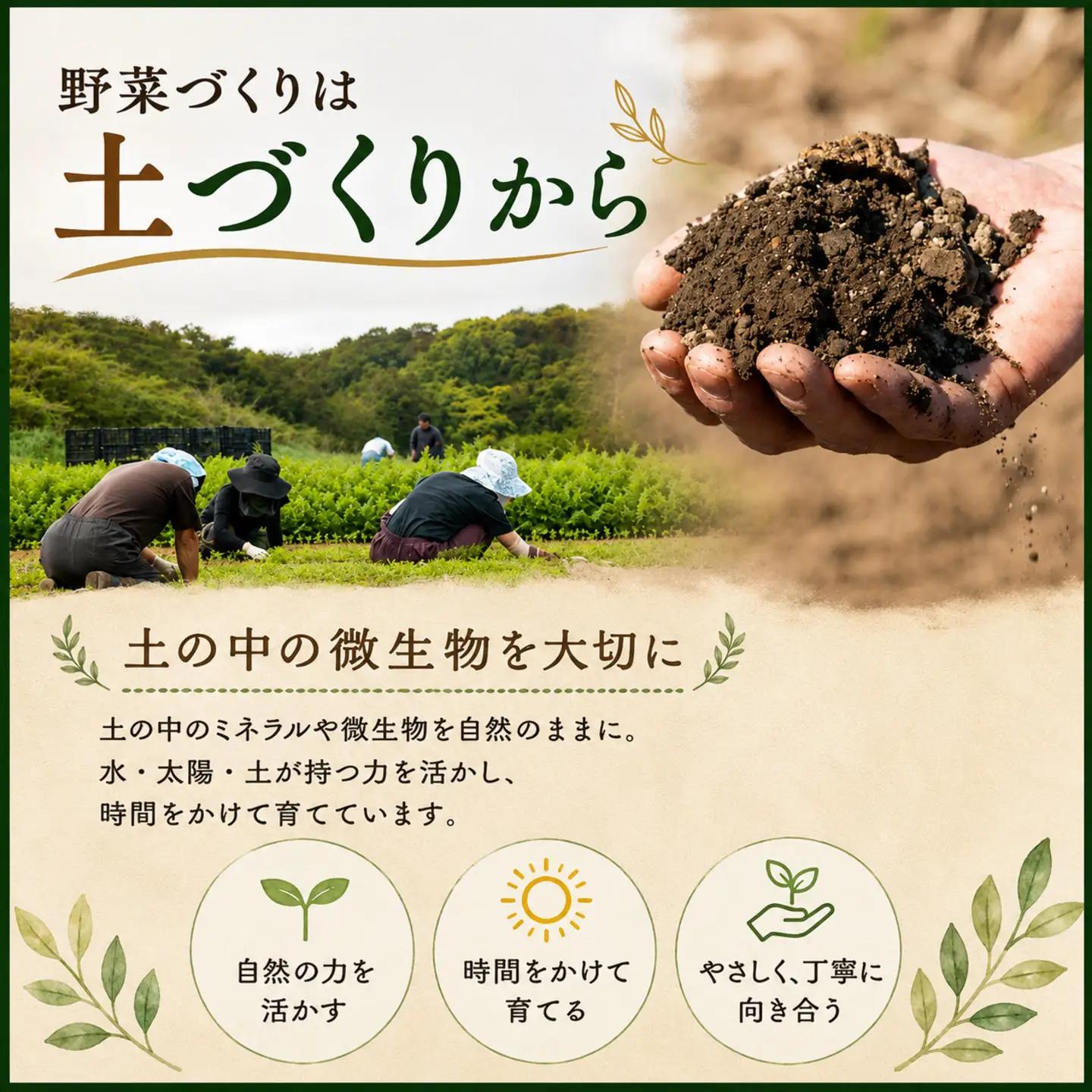 定期便 旬野菜セット 全12回 毎月 