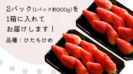 【 先行予約 】 ひたち姫 ( 2パック ) 特大 デラックス サイズ 【 2026年2月から発送開始 】( 茨城県共通返礼品 : 常陸太田市 ) いちご 数量限定 果物 くだもの フルーツ 苺 イチ