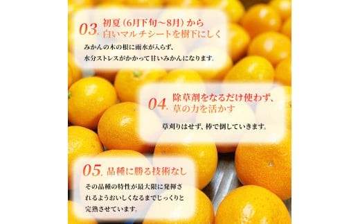果樹園みかんの木の旬のカンキツ詰合せ 約4kg