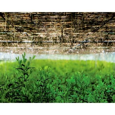 ふるさと納税 城陽市 京抹茶 孫右ヱ門:ほんず抹茶　御銘　白栲(-しろたえ-)20g |  | 03