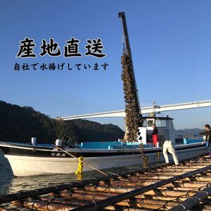 【2026年2月以降発送】殻付き牡蠣(加熱用)　一斗缶（約10kg）【加熱用 ガンガン焼き ナイフ付き 殻付き 一斗缶 海鮮 魚介類 海産物 オイスター】 