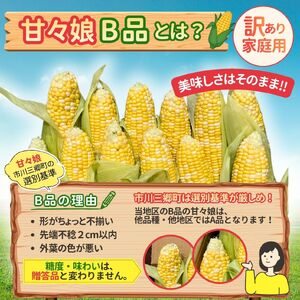 極甘フルーツとうもろこし「甘々娘（かんかんむすめ）」 わけありスイート 5～6本入り 【2026年6月中旬から発送】 アグリ甲斐 [5839-8581]