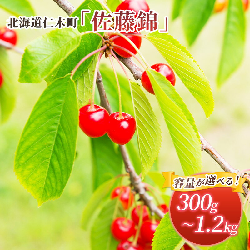 【ふるさと納税】[先行受付]　容量が選べる 300g～1.2kg 北海道 仁木町産 サクランボ 佐藤錦 さくらんぼ チェリー 果物 くだもの フルーツ [松山商店]　お届け：2025年7月1日～20日頃