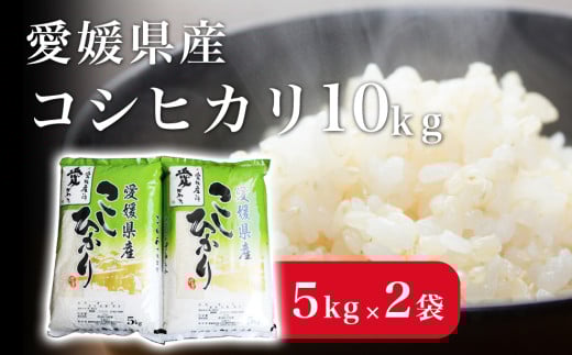 米 こめ お米 おこめ コシヒカリ こしひかり 10kg 白米 ごはん 四国中央市 愛媛県 おいしい ふっくら 【四国中央市 紙のまち 日本一】